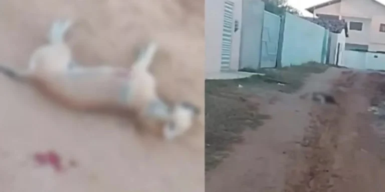 Morte de cães a tiros choca o Sertão