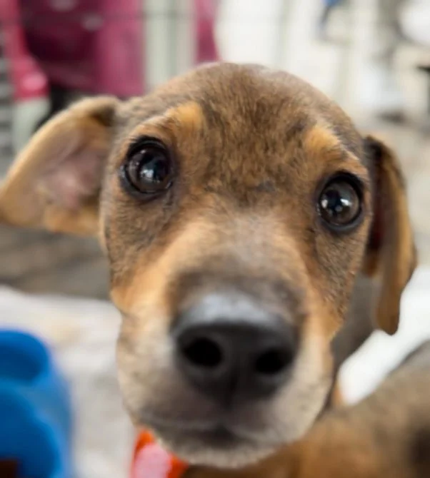 Exercício ilegal da veterinária vira crime