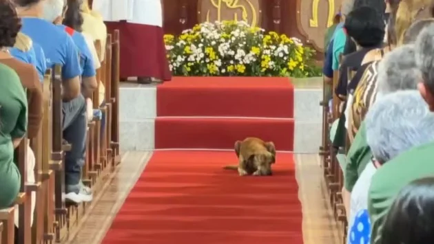 “Cachorro do padre” sobe no altar durante celebração