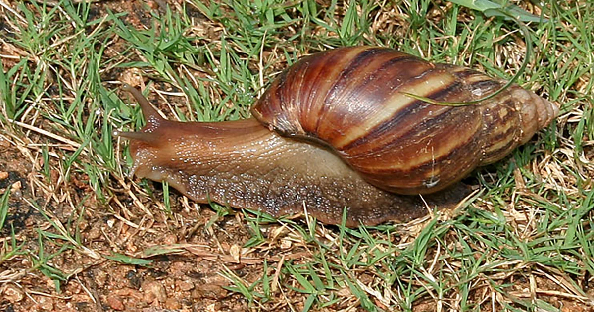 Saiba como recolher o caracol-africano com segurança
