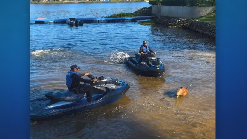 Capivara atingida por flecha morre após ser resgatada