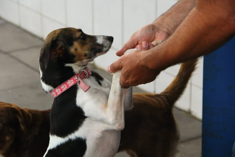 Comissão da Câmara aprova circulação de animais em condomínios