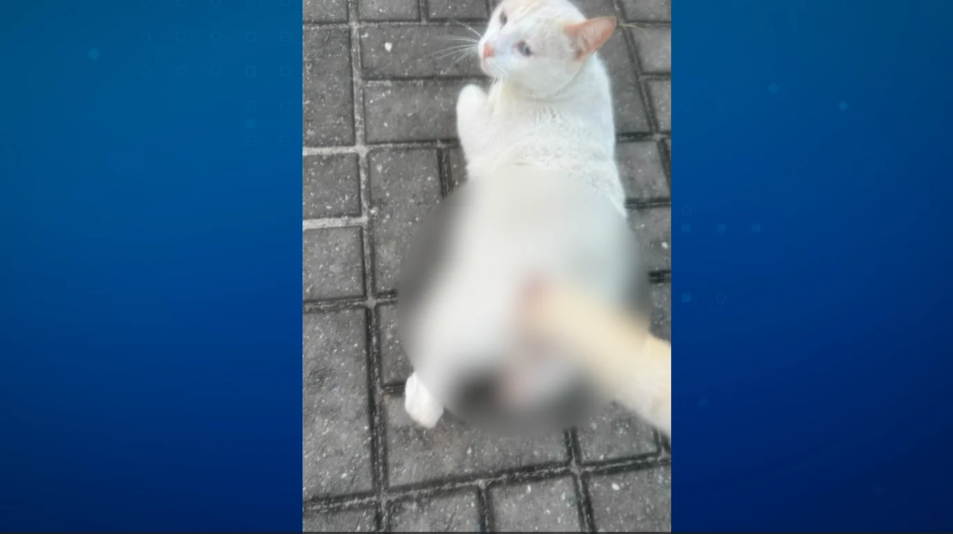 Moradores denunciam supostos ataques contra gatos em João Pessoa