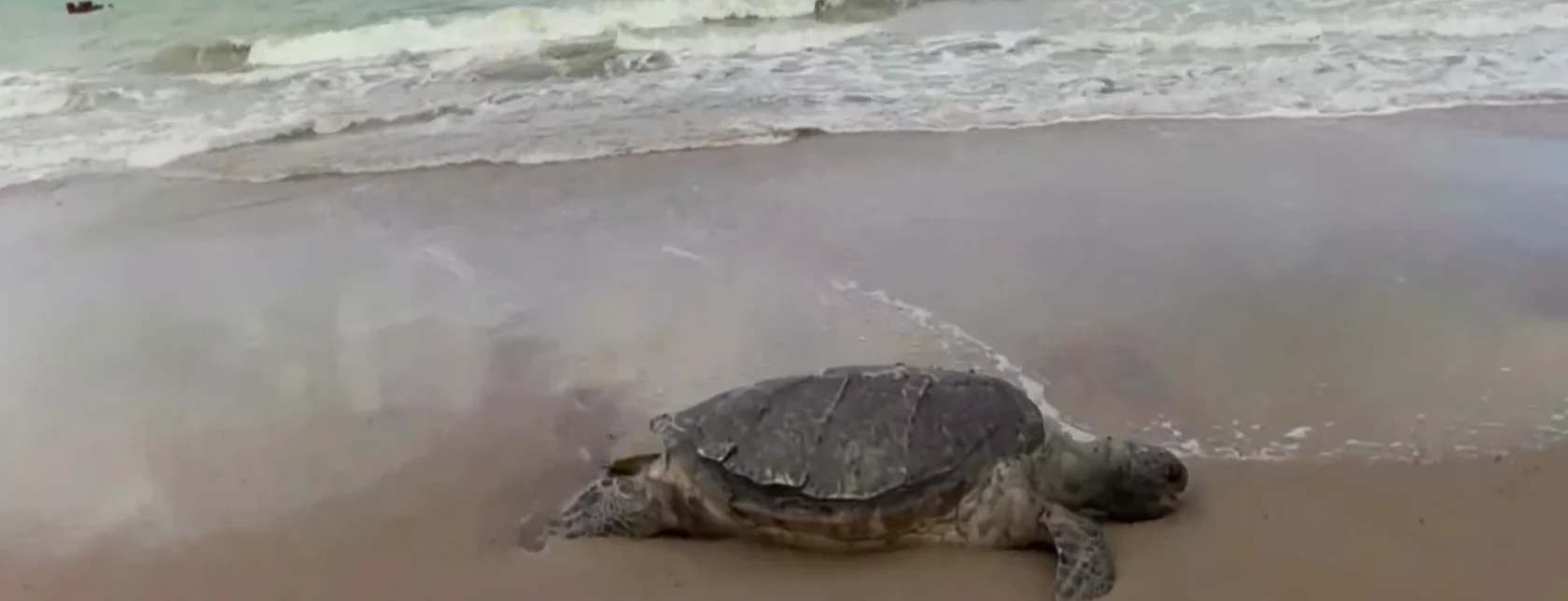 Tartaruga é encontrada morta na Praia do Poço