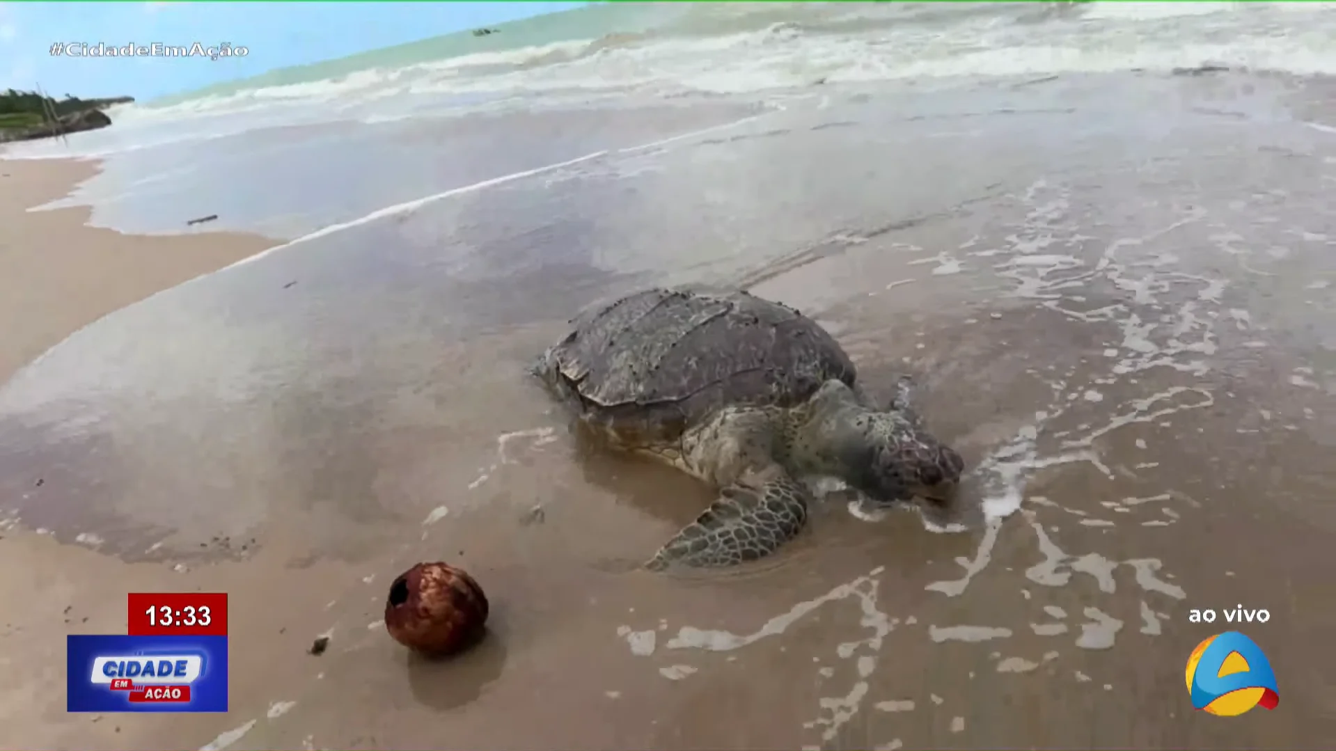 Tartaruga é encontrada morta na Praia do Poço
