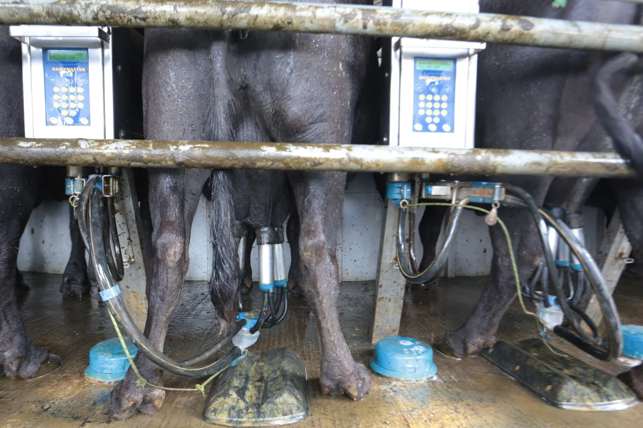 Produção de leite e carne bovina avança na PB e reforça o impacto do Prodeter do Banco do Nordeste