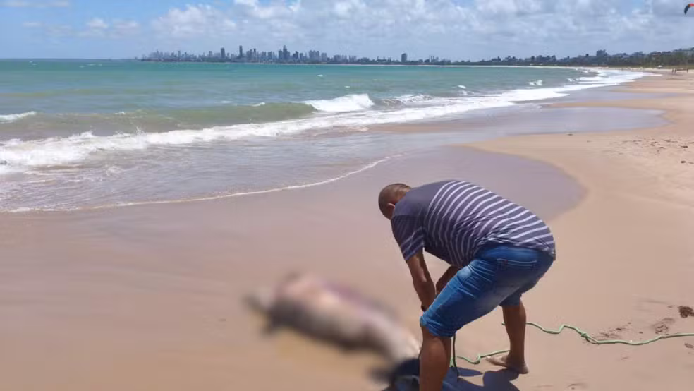 Golfinho é encontrado morto com ferimento em praia de Cabedelo
